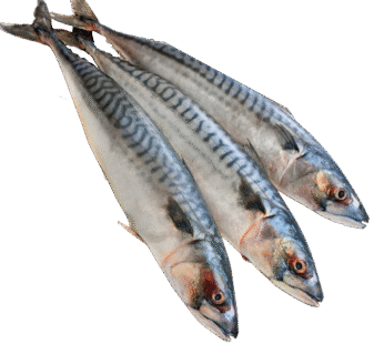 Mackerel