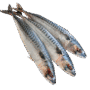Mackerel